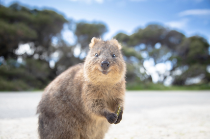 Quokka (2)