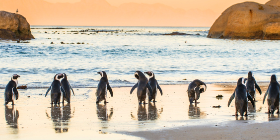 sydafrika - cape_town_pingviner_slider_01