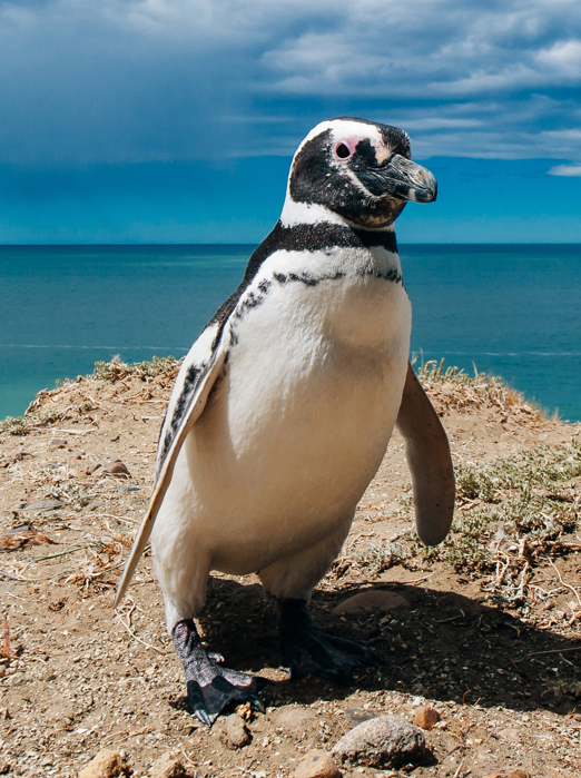 Argentina Valdes Peninsula Magellanic Penguin