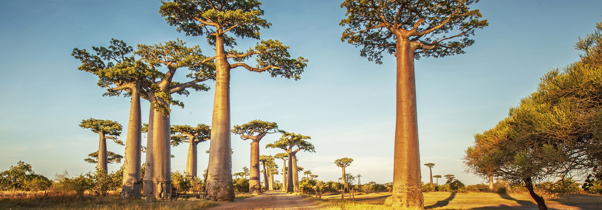 madagaskar_baobab trae_02