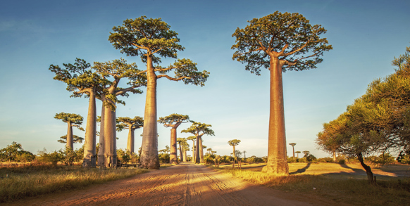 Baobabtræer