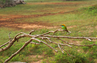 sri lanka - yala national park_02
