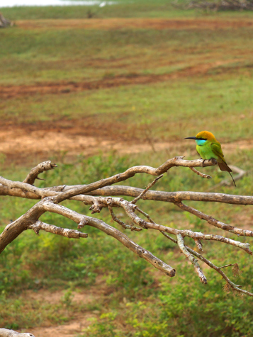 sri lanka - yala national park_02