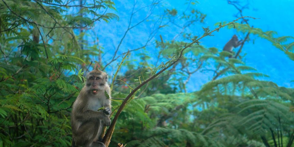 Belum Gibbon