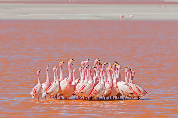 Laguna Colorada Flamingo
