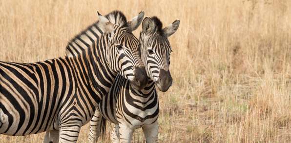 sydafrika - sydafrika_pilanesberg_zebra_02