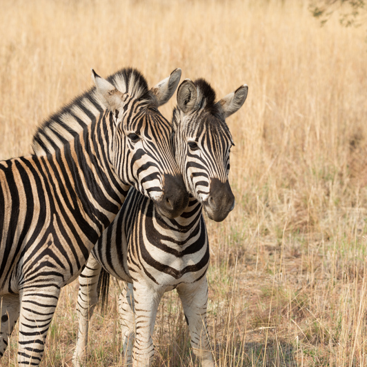 sydafrika - sydafrika_pilanesberg_zebra_02