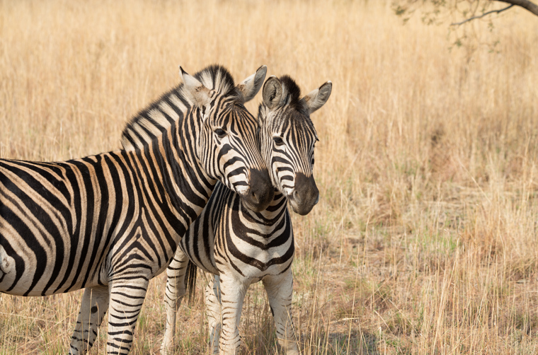 sydafrika - sydafrika_pilanesberg_zebra_02