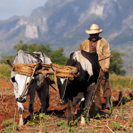 cuba - vinales_farmer_okse_01