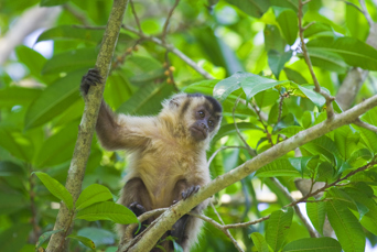 brasilien - pantanal_abe_01
