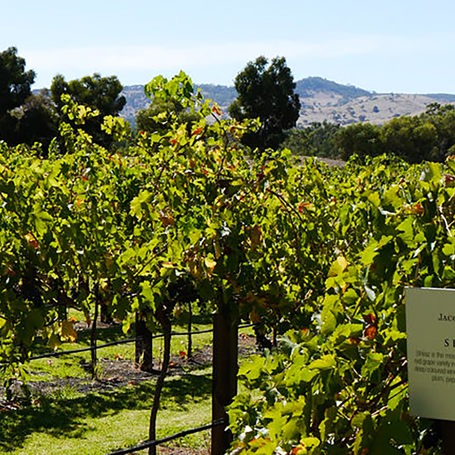 australien - jacobs creek_vinmark_01