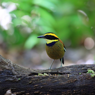 bali - barat nationalpark_fugl_01