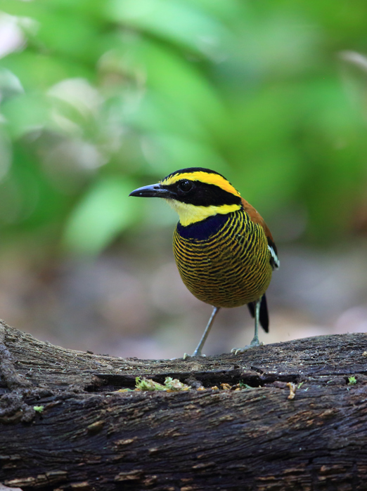 bali - barat nationalpark_fugl_01