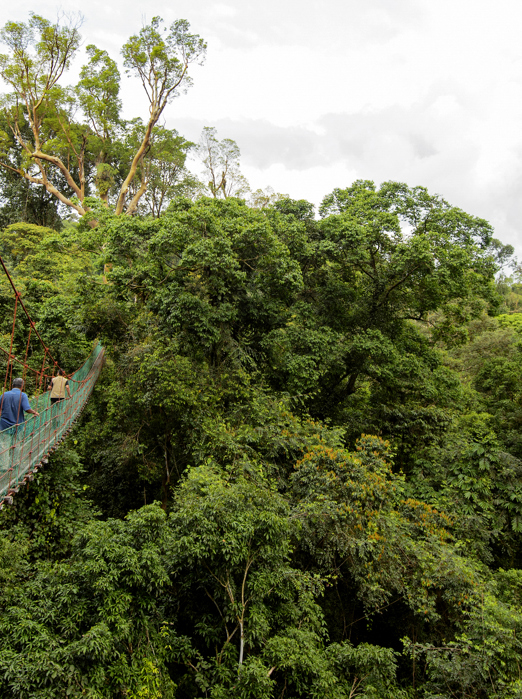danum valley_haengebro_01