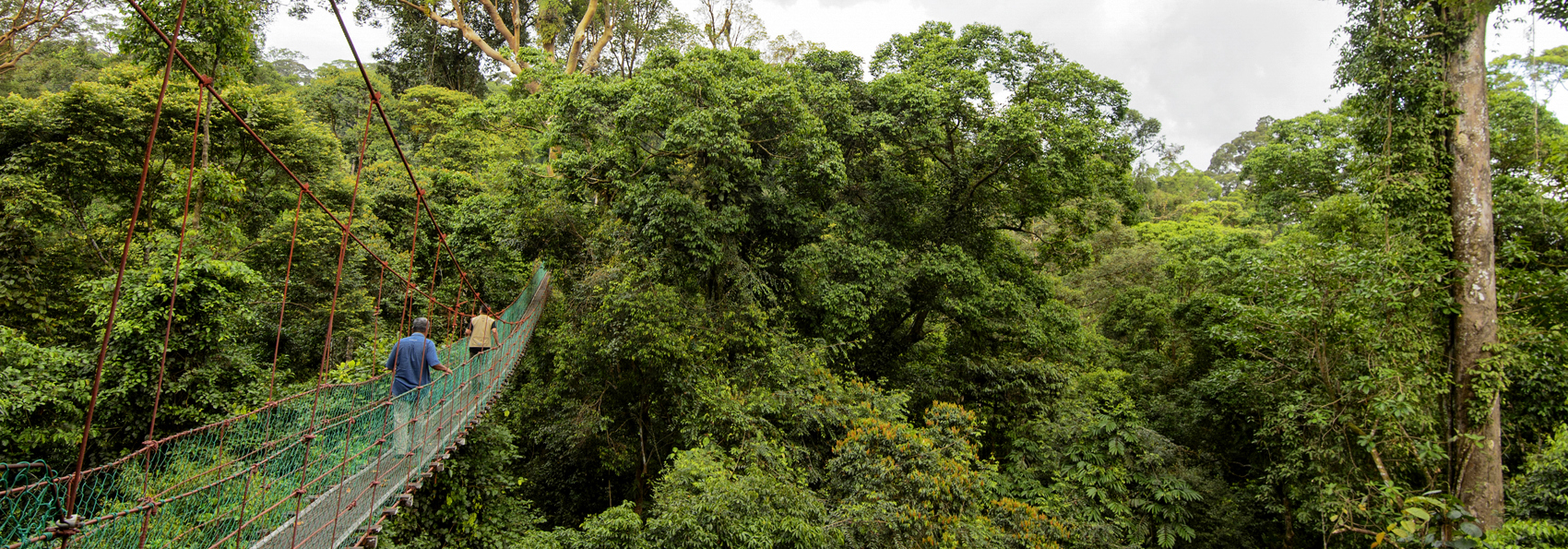 danum valley_haengebro_01