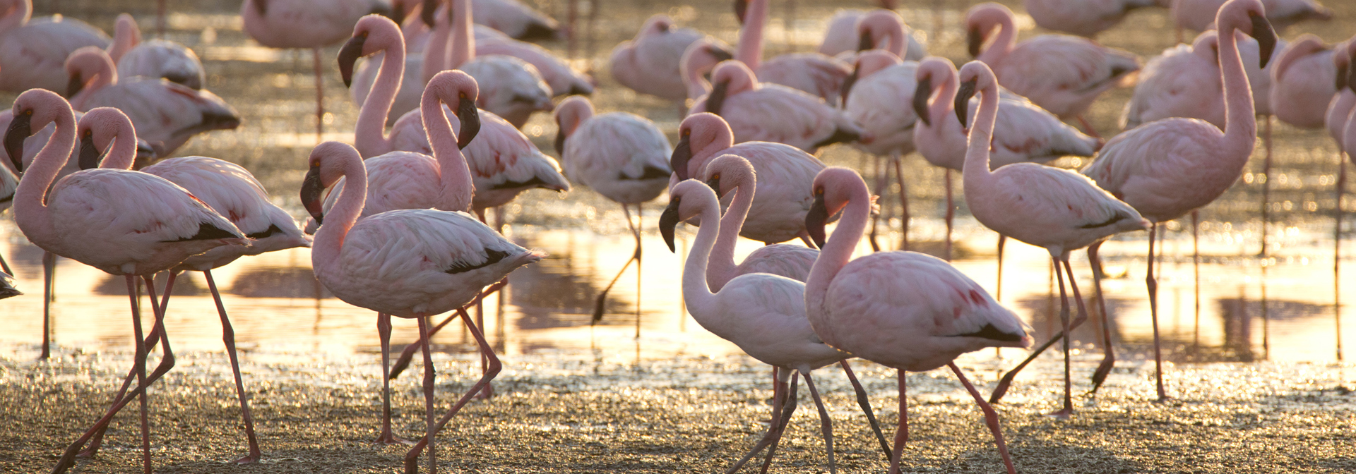 walvis bay_flamingo_01