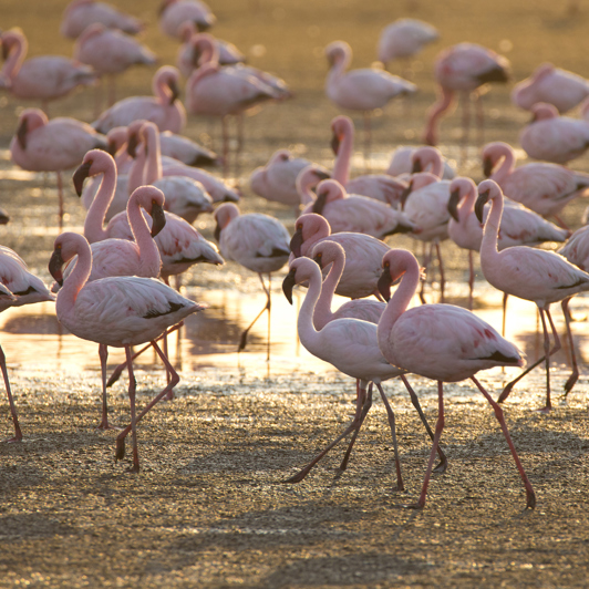 Flamingoer i Walvis Bay