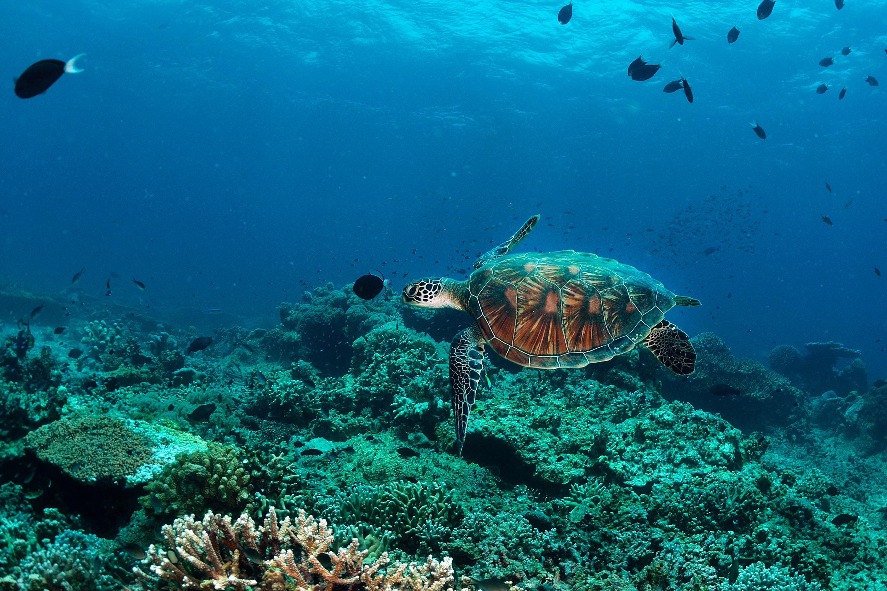 borneo_skildpadde_03