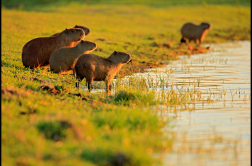 Pantanal Capybarer