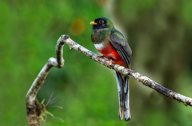 Oaxaca Fugl Mexicotrogon 2634647385