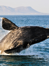 sydafrika - plettenburg bay_hval_spring_01_hf