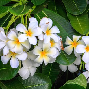 laos - laos_frangipani_blomst_01
