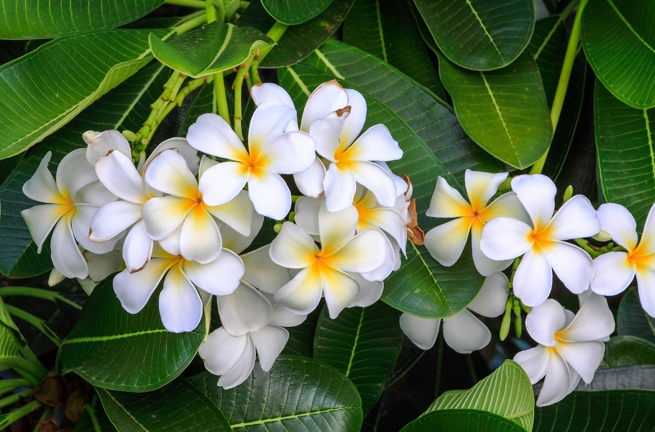 laos - laos_frangipani_blomst_01