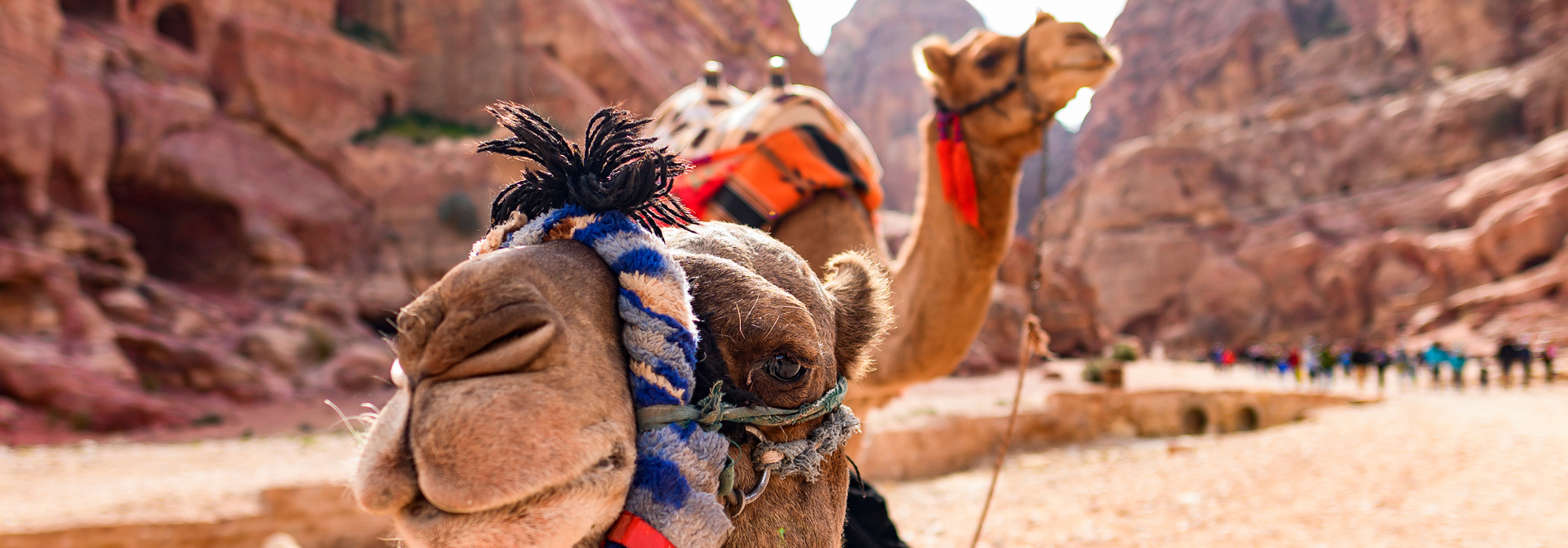 jordan - petra kamel