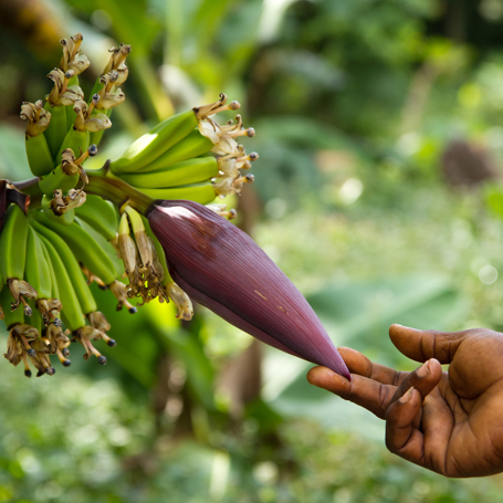 zanzibar_krydderi plantage_01