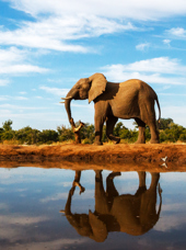 sydafrika - sydafrika_natur_elefant_01
