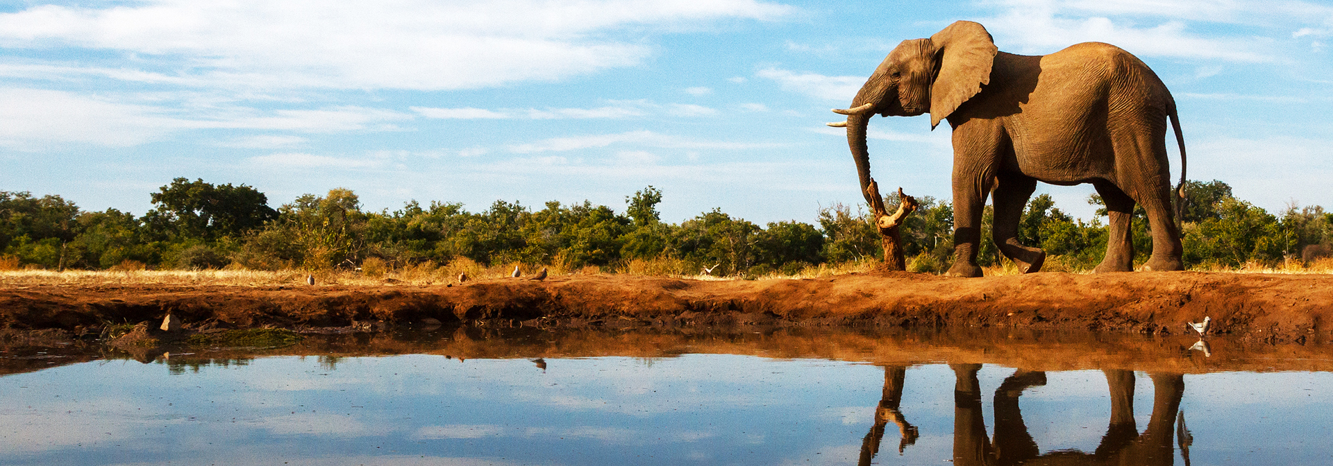 sydafrika - sydafrika_natur_elefant_01