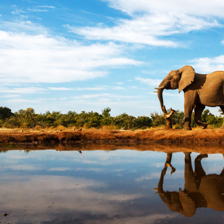 sydafrika - sydafrika_natur_elefant_01