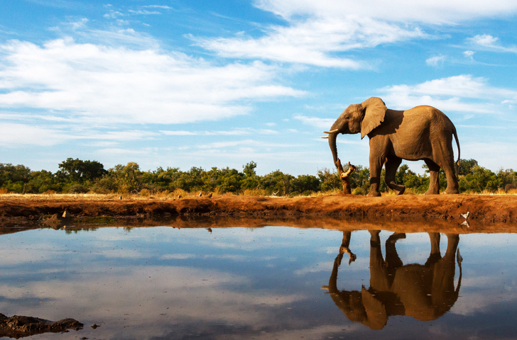 sydafrika - sydafrika_natur_elefant_01