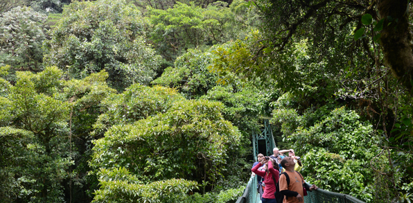 costa rica - monteverde_jungle_haengende_bro_06