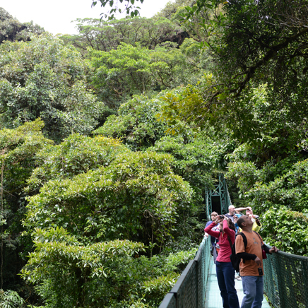 costa rica - monteverde_jungle_haengende_bro_06