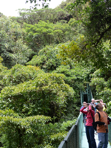costa rica - monteverde_jungle_haengende_bro_06