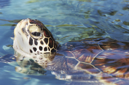 bali - bali_havskildpadde_04