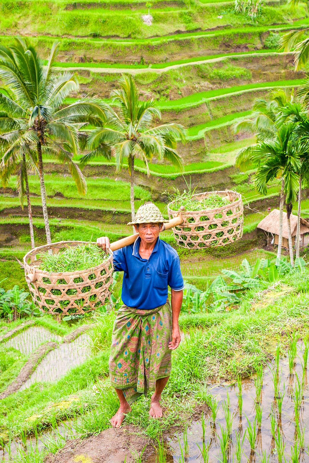 bali - bali_rismark_farmer_10_HF