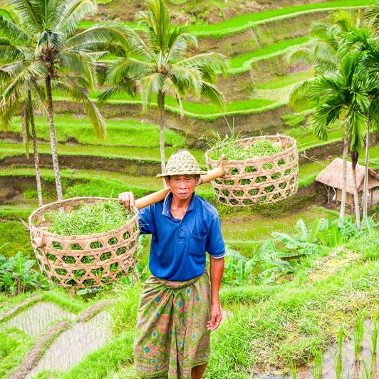 bali - bali_rismark_farmer_10_HF