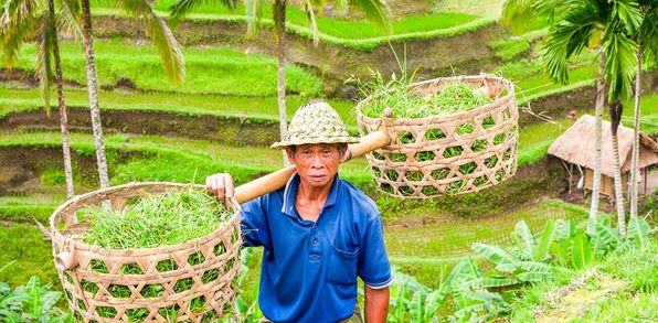 bali - bali_rismark_farmer_10_HF