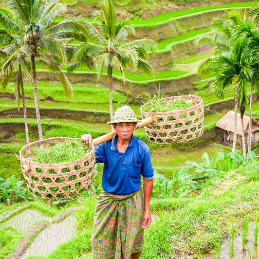 bali - bali_rismark_farmer_10_HF