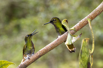colombia - cococra dalen_kolibri_02