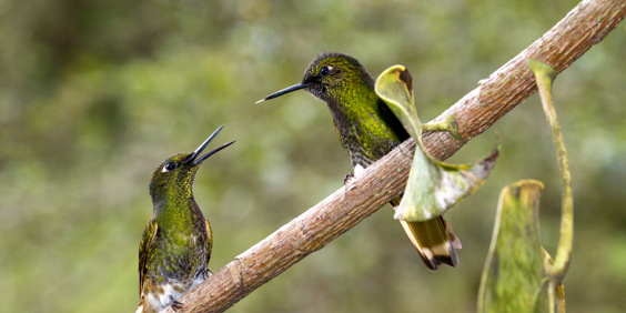 colombia - cococra dalen_kolibri_02