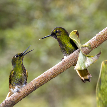 colombia - cococra dalen_kolibri_02