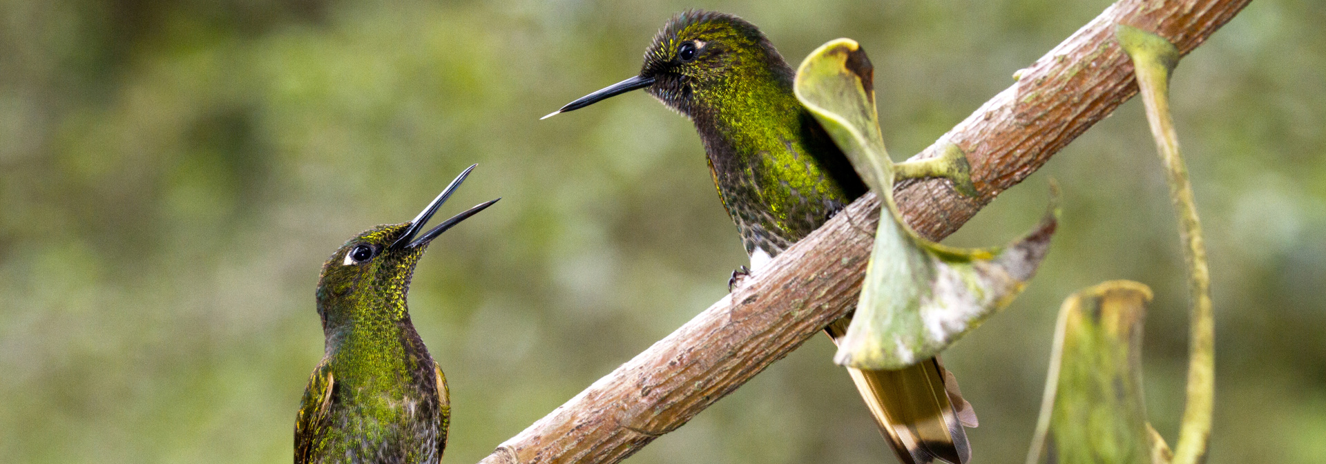 colombia - cococra dalen_kolibri_02