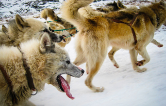 Huske hunde_01