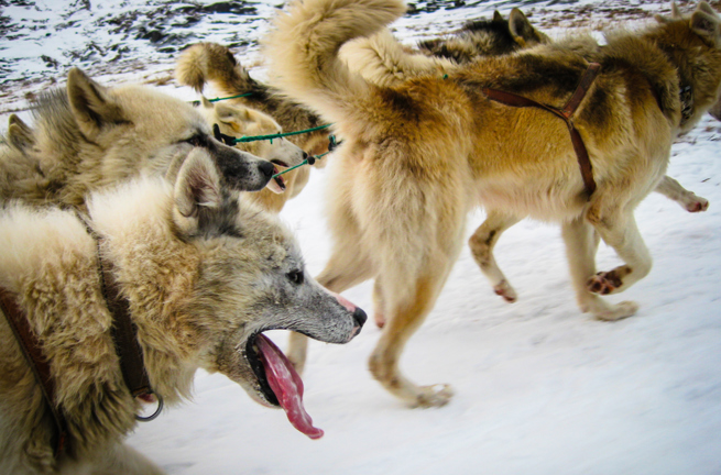 Huske hunde_01