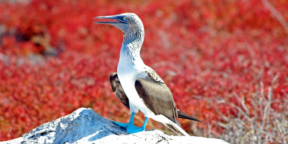 galapagos_fugle_blue footed booby_02