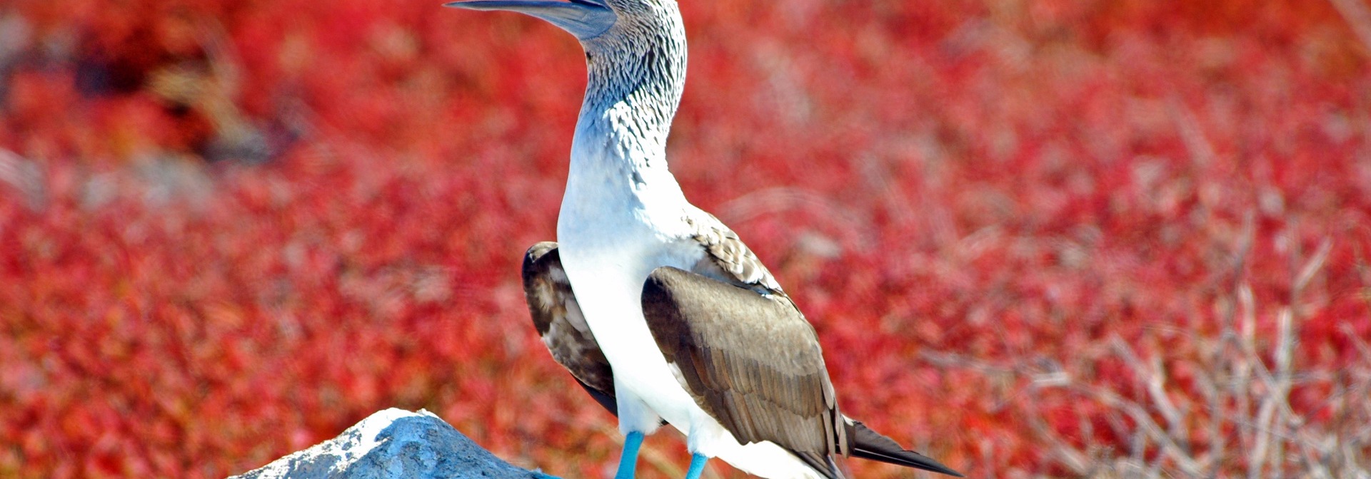 galapagos_fugle_blue footed booby_02