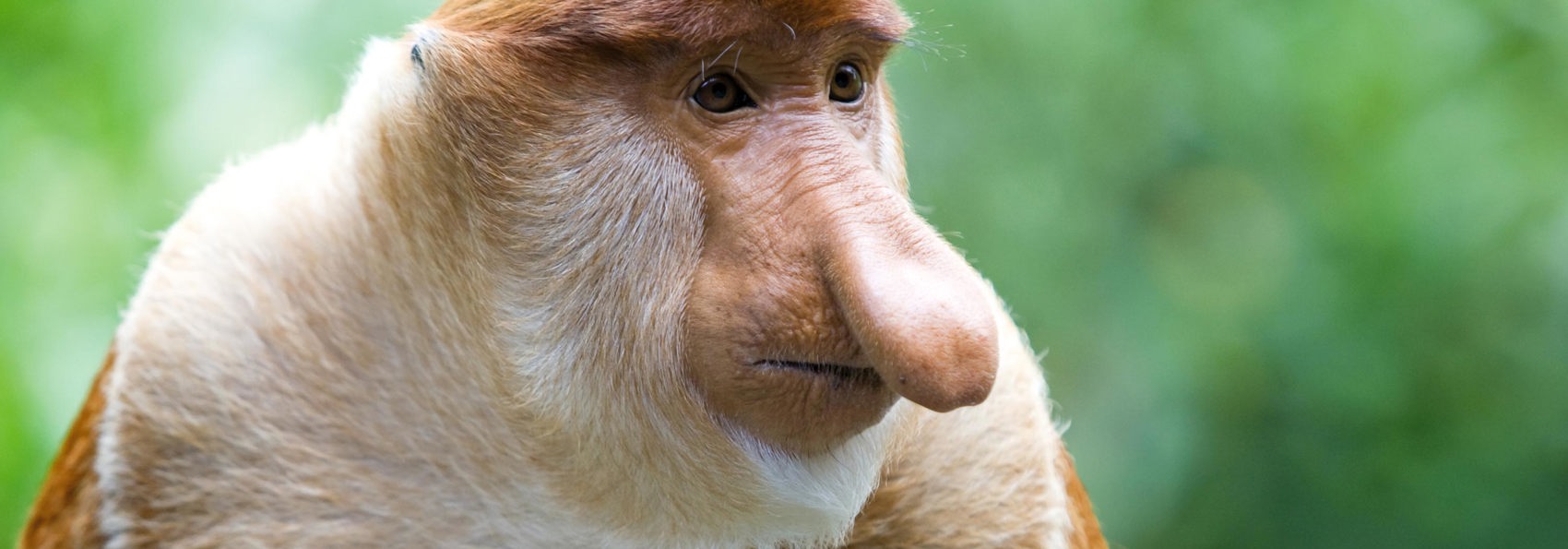 malaysia/borneo - borneo_naeseabe_04